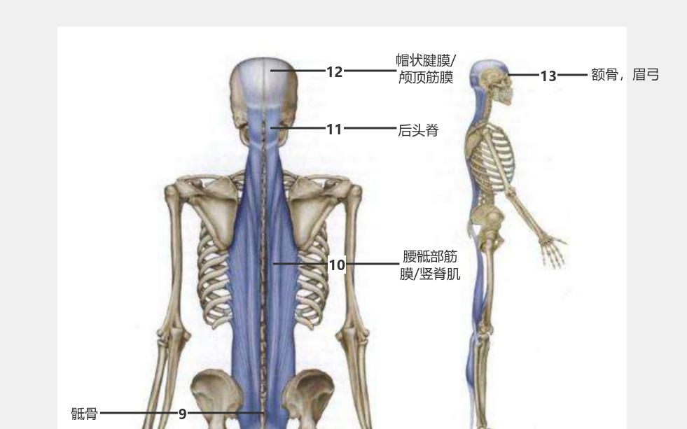 解剖列车后表线一览图 流程图模板_ProcessOn思维导图、流程图
