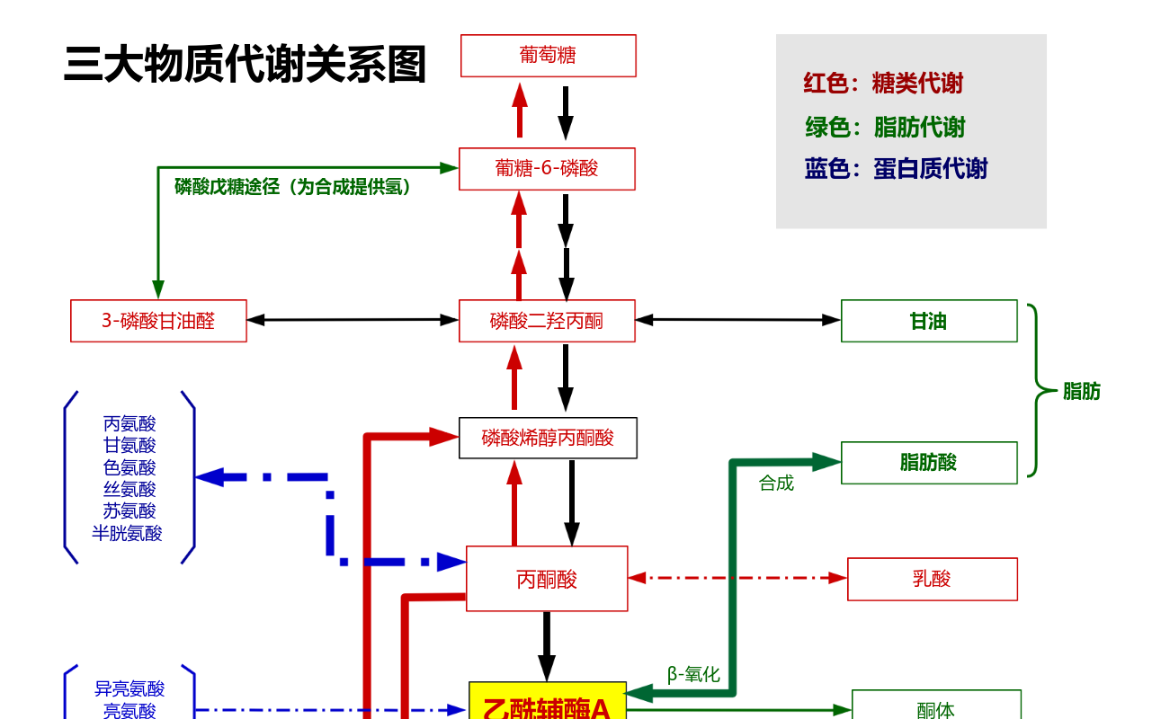 三大物质代谢关系图 流程图模板_ProcessOn思维导图、流程图