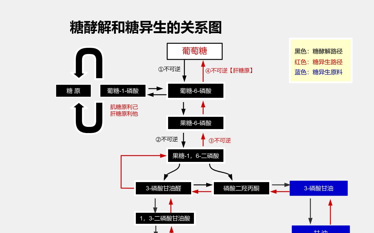 糖异生和糖酵解的关系 流程图模板_ProcessOn思维导图、流程图